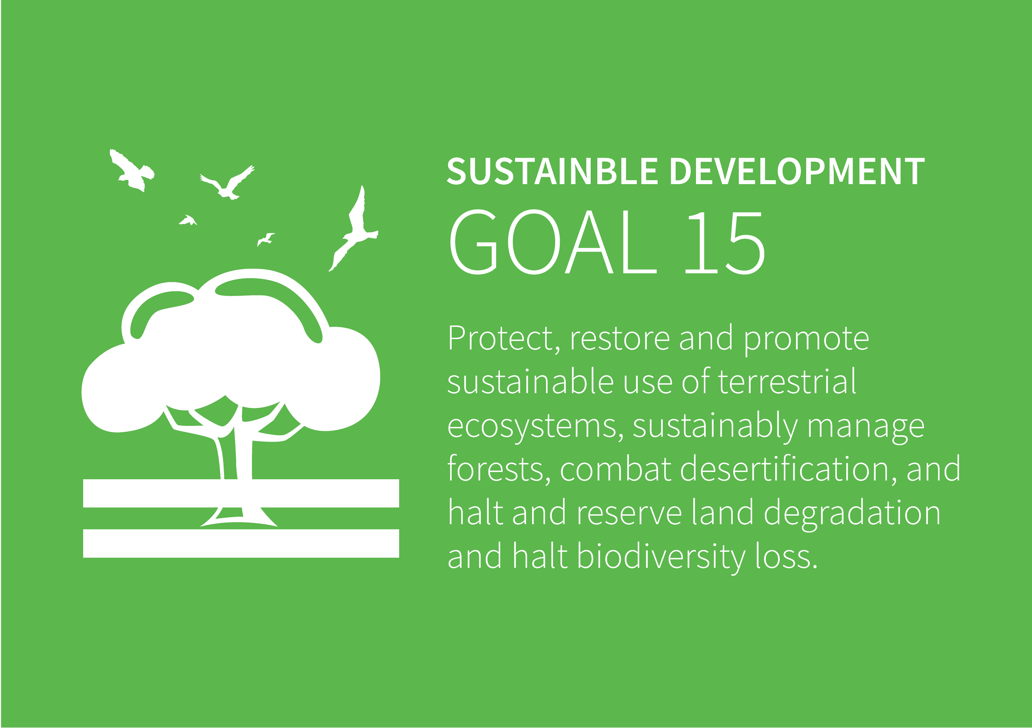 Wild Wild World: Embracing SDG 15 to Save Our Backyard Wilderness